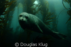 Curiosity.  A Harbor seal at Anacapa Island. Image taken ... by Douglas Klug 